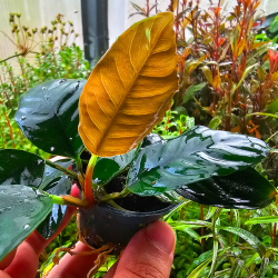 Anubias barteri var. 'Coffeifolia'