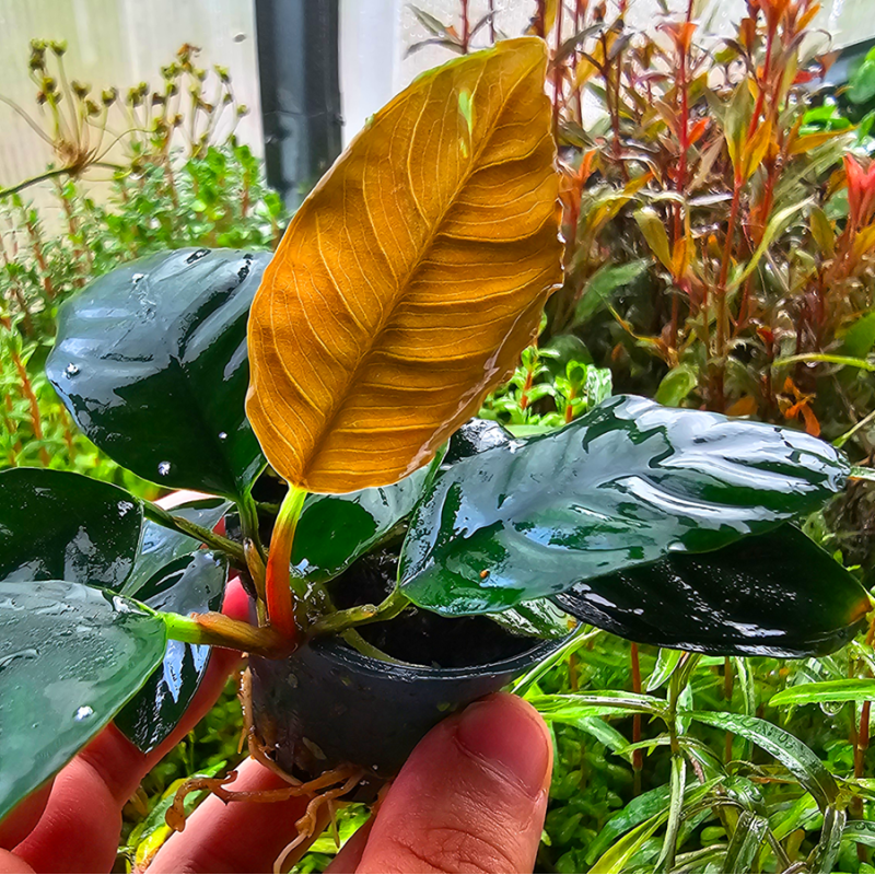 Anubias barteri var. 'Coffeifolia'