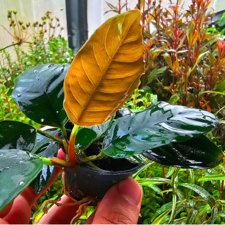Anubias barteri var. 'Coffeifolia'