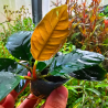 Anubias barteri var. 'Coffeifolia'