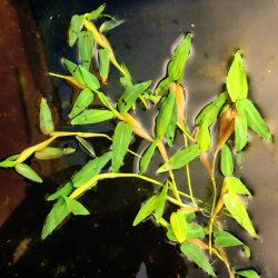 Hygroryza aristata – Plante flottante pour bassin et aquarium