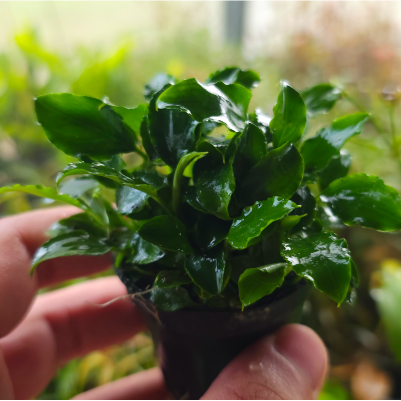 Schismatoglottis prietoi – Plante compacte pour aquarium