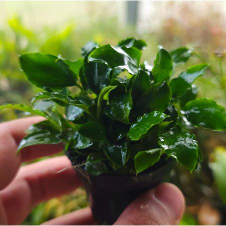 Schismatoglottis prietoi – Plante compacte pour aquarium