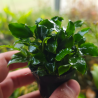 Schismatoglottis prietoi – Plante compacte pour aquarium