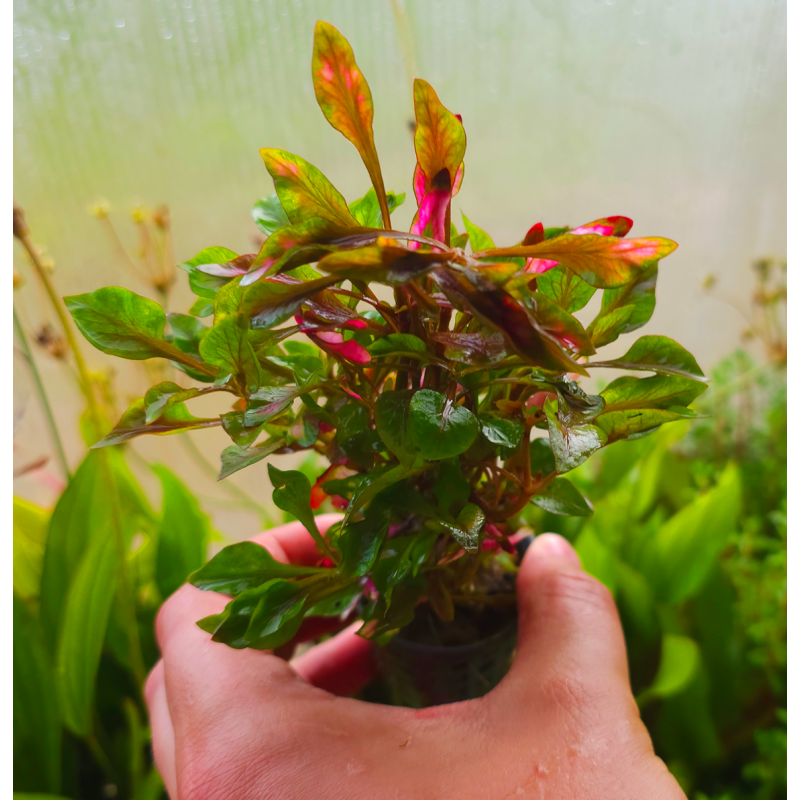 Alternanthera bettzickiana 'Versicolor' Alternanthera bettzickiana 'Versicolor'