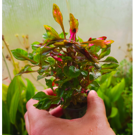 Alternanthera bettzickiana 'Versicolor'