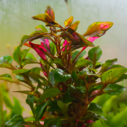 Alternanthera bettzickiana 'Versicolor'