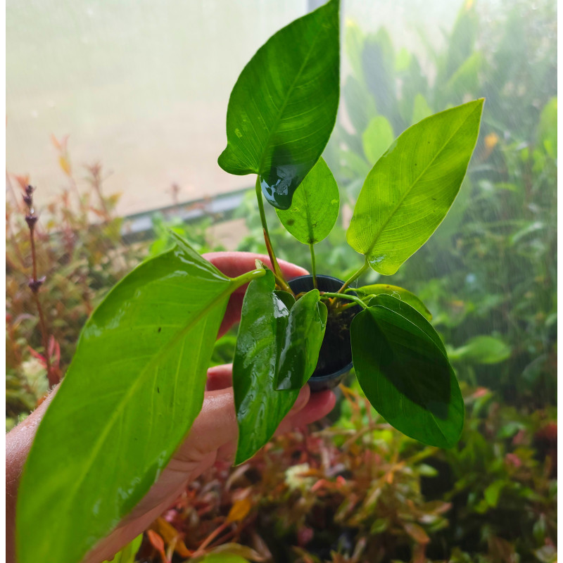 Anubias gilletii