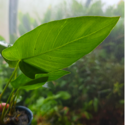 Anubias gilletii