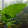 Anubias gilletii