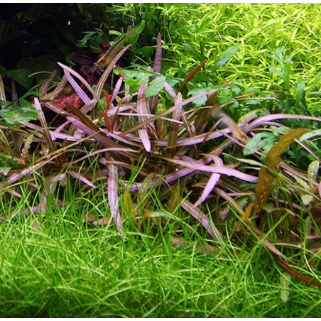 In-Vitro - Hygrophila sp. Araguaia