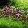 In-Vitro - Hygrophila sp. Araguaia