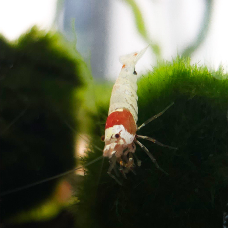 thumbnail image 2 of 22 Crystal Red Shrimp (Caridina Cf. Cantonensis) – Pure Red Line PRL – USA Bred, Beginner Friendly 2 of 2