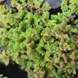 Azolla caroliniana – Plante flottante pour aquarium et bassin