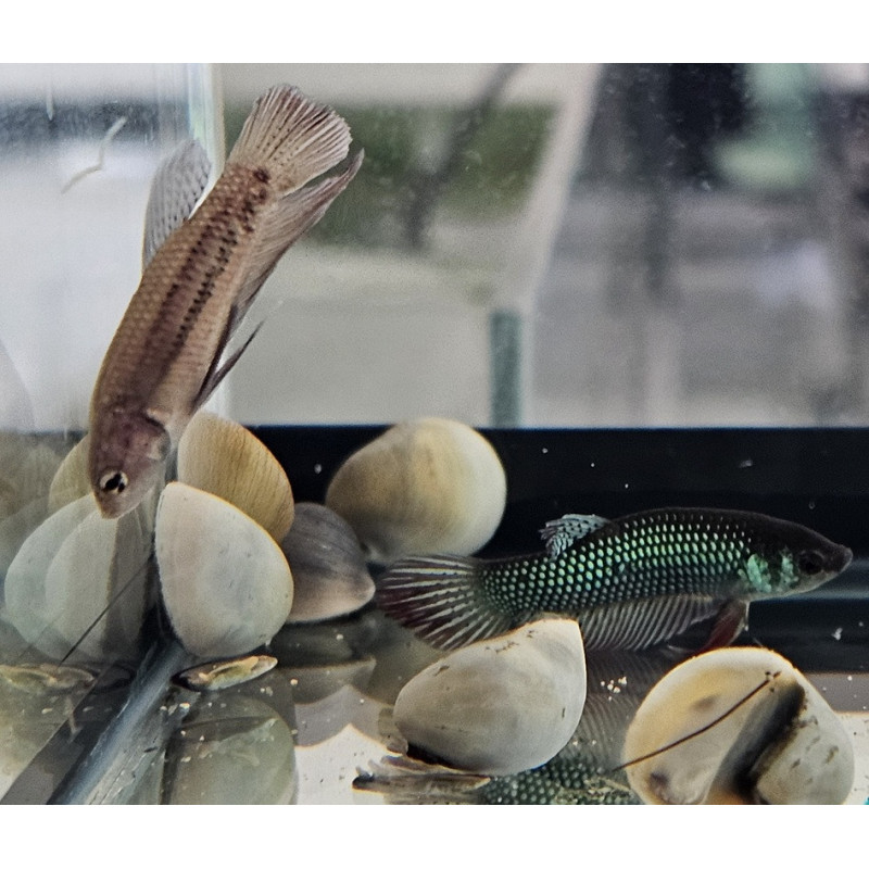 Lot de 2 betta imbellis Lot de 2 betta imbellis