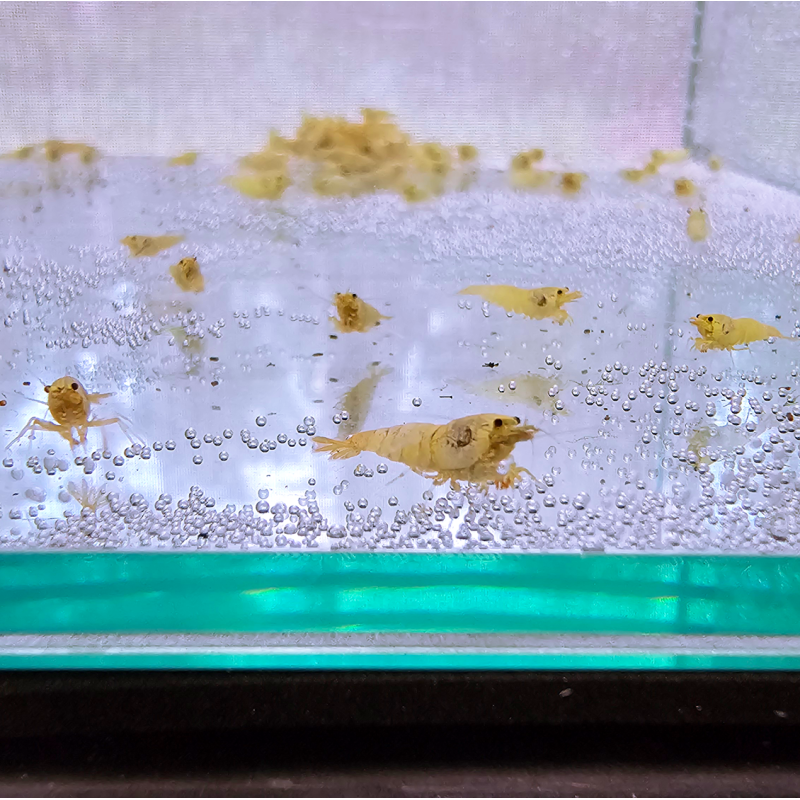 Appâts Gulp! Crevettes Eau Salée – Réalistes, Odorants, Résistants – Pour Bar, Truite, Flet – Pêche Compétition