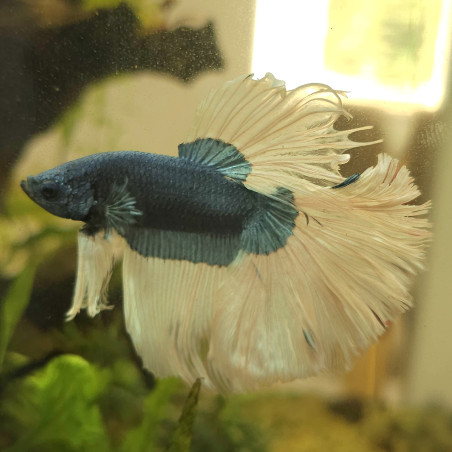 Betta WYSIWYG – Bleu marbré & ivoire – Yuki