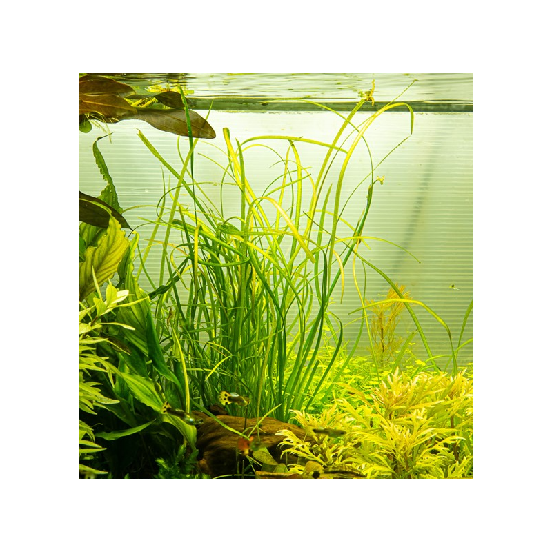 In Vitro - Sagittaria subulata 'Needle Leaf' In Vitro - Sagittaria subulata 'Needle Leaf'