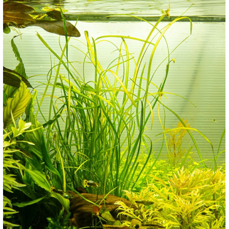 In Vitro - Sagittaria subulata 'Needle Leaf'