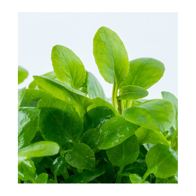 In Vitro - Lobelia cardinalis 'Mini' In Vitro - Lobelia cardinalis 'Mini'