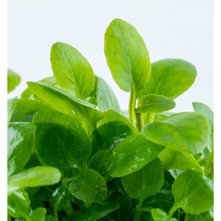 In Vitro - Lobelia cardinalis 'Mini'