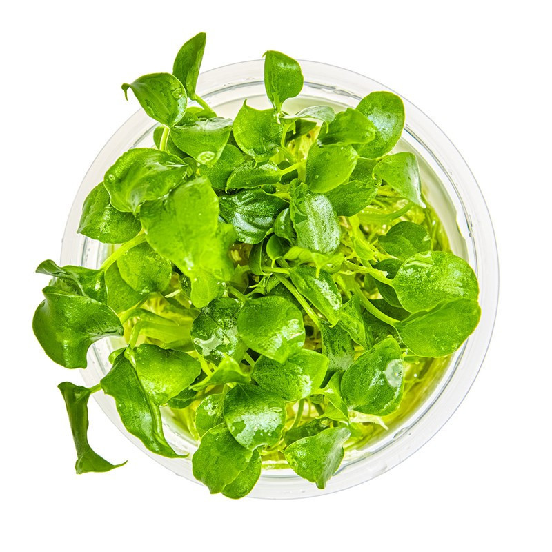 In Vitro - Schismatoglottis prietoi