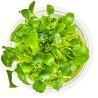 In Vitro - Schismatoglottis prietoi