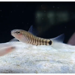 Micronemacheilus cruciatus (Loche zébré nain)