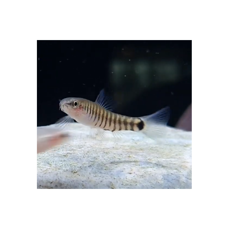 Micronemacheilus cruciatus (Loche zébré nain) Micronemacheilus cruciatus (Loche zébré nain)