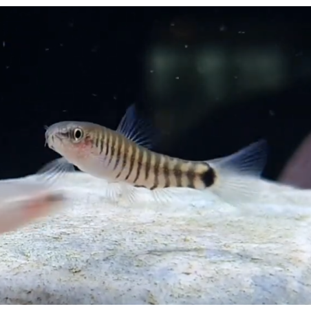 Micronemacheilus cruciatus (Loche zébré nain)