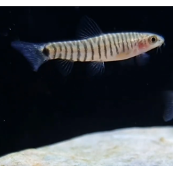 Micronemacheilus cruciatus (Loche zébré nain)