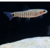 Micronemacheilus cruciatus (Loche zébré nain)