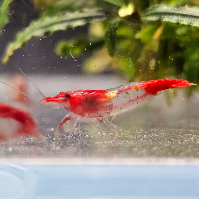 Crevette Rili Red – Neocaridina heteropoda Crevette Rili Red – Neocaridina heteropoda