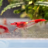 Crevette Rili Red – Neocaridina heteropoda