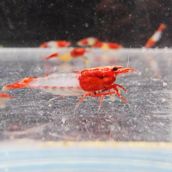 Crevette Rili Red – Neocaridina heteropoda