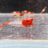Crevette Rili Red – Neocaridina heteropoda