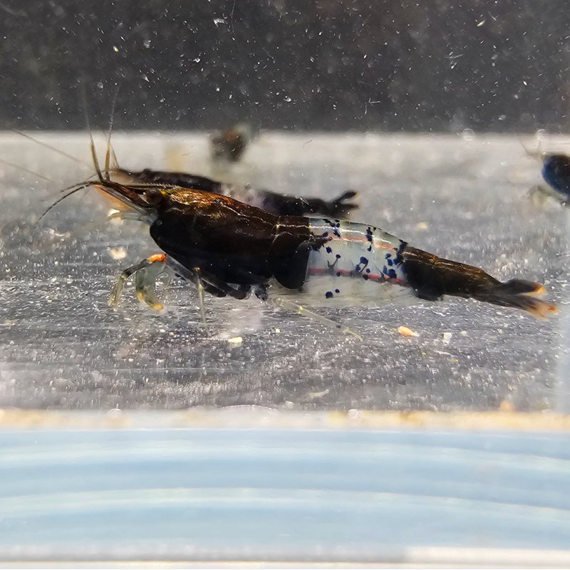 Neocaridina heteropoda Rili Black Carbon Neocaridina heteropoda Rili Black Carbon