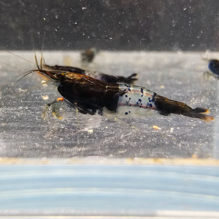 Neocaridina heteropoda Rili Black Carbon