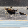 Neocaridina heteropoda Rili Black Carbon