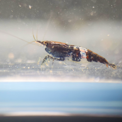 Neocaridina heteropoda Rili Black Carbon
