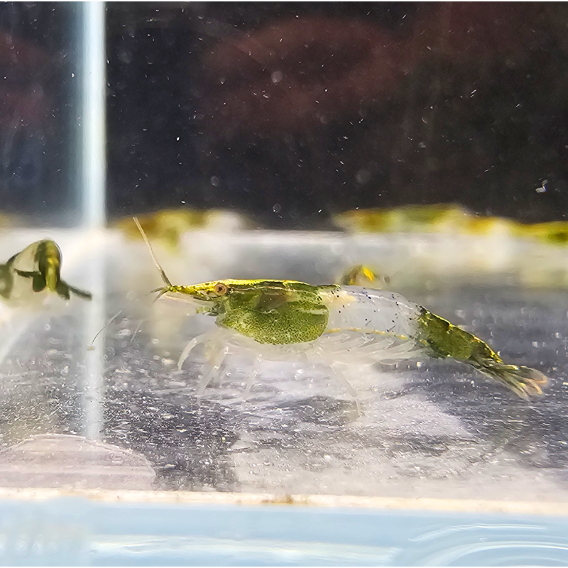 Neocaridina heteropoda "Rili Green" Neocaridina heteropoda "Rili Green"