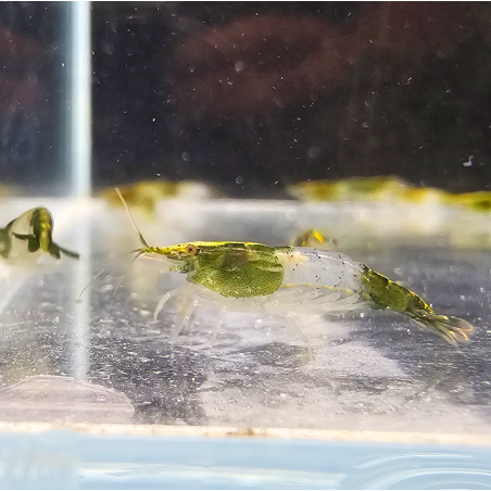 Neocaridina heteropoda "Rili Green"