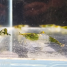 Neocaridina heteropoda "Rili Green"