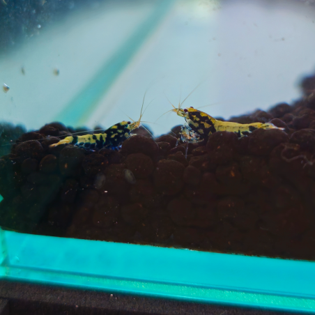 Caridina cf. cantonensis "Galaxy Black"