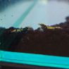 Caridina cf. cantonensis "Galaxy Black"