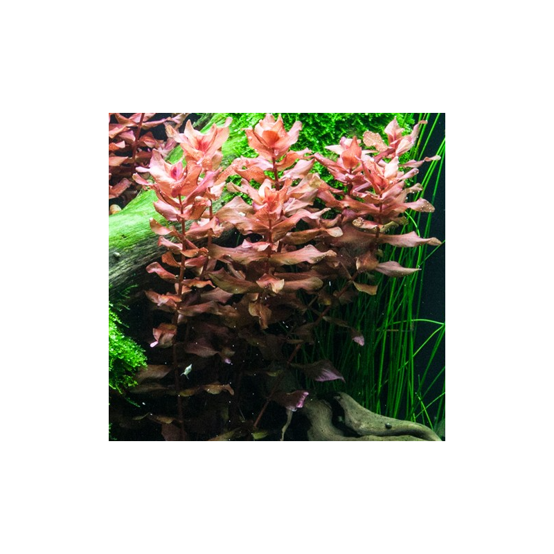In Vitro - Rotala macrandra In Vitro - Rotala macrandra