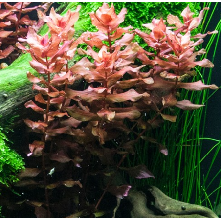 In Vitro - Rotala macrandra