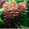 In Vitro - Rotala macrandra