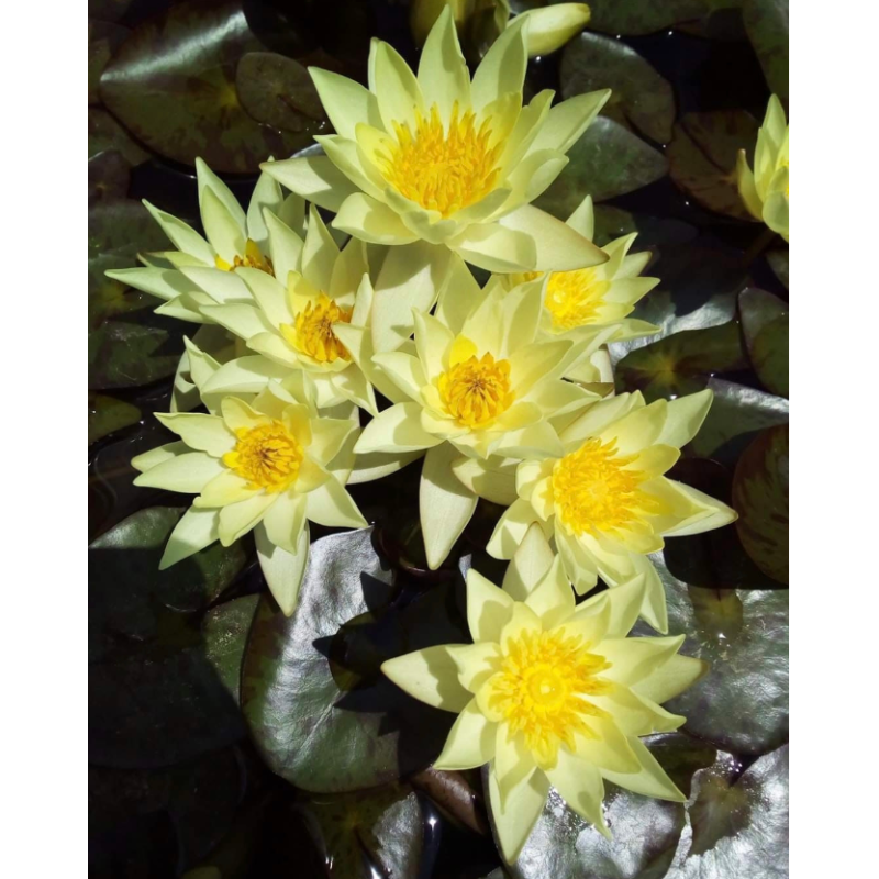 Nymphea pygmea Helvola – Nénuphar miniature à fleurs jaunes