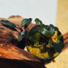 Bucephalandra Kedagang Mini – Plante épiphyte nano aquarium.
